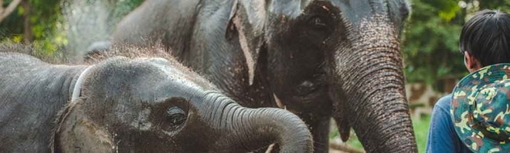 Pickleball Fix Birthdays for Countries